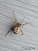 common house spider