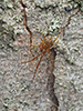 common house spider