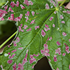 crimson erineum mite