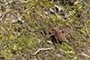 drumming sword wolf spider