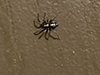 eastern parson spider