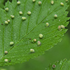 elm leaf gall mite