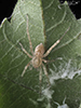 ghost spider (Anyphaena sp.)