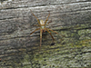 green-legged orbweaver