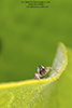 jumping spider (Tutelina sp.)