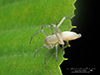 leafcurling sac spider (Clubiona sp.)