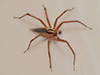 Potter’s grass spider