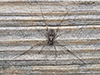 painted harvestman