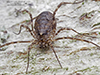 painted harvestman