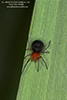 peatland sheetweb weaver