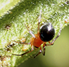 peatland sheetweb weaver