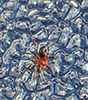 peatland sheetweb weaver