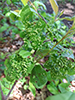 plum finger gall mite