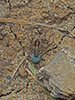 shore spider