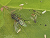 spider (order Araneae)