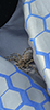 striped fishing spider