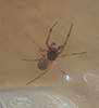 broad-faced sac spider