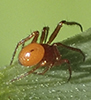 cobweb spider (Thymoites sp.)