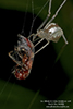 cobweb weaver (Family Theridiidae)