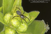 ground spider (Family Gnaphosidae)