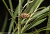 harvestman (Opiliones)