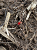 red velvet mite (Trombidium sp.)