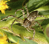 running crab spider (Philodromus sp.)