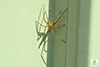 slender crab spider (Tibellus sp.)