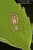 spotted white-cheeked jumping spider