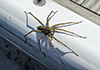 striped fishing spider