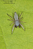 thick-spined jumping spider