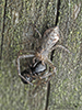 tuberculated crab spider