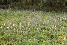 Pseudomonas syringae pv. tagetis (Pst)