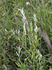 Pseudomonas syringae pv. tagetis (Pst)