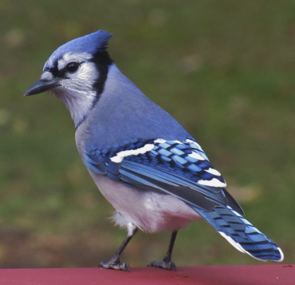 Minnesota Seasons - Blue Jay