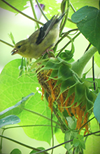 American Goldfinch