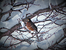 American Robin
