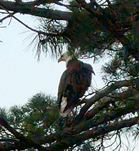 Bald Eagle