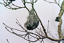 Baltimore Oriole Nest