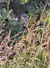 Barred Owl