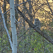 Barred Owl