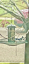 Blue Jay