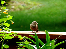 Brown-headed Cowbird