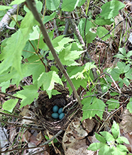 brown thrush or nightingale-thrush (Catharus sp.)