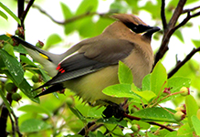 Cedar Waxwing