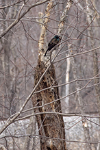 Common Grackle