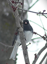 Dark-eyed Junco