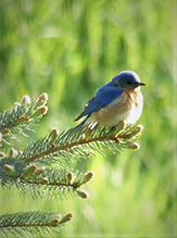 Eastern Bluebird
