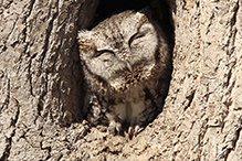 Eastern Screech-owl