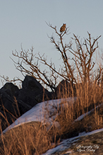 Eastern Screech-owl